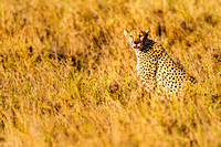 Cheetah, Serengeti, Tanzania