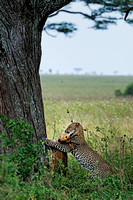 Too heavy, Leopard, Serengeti National Park, Tanzania